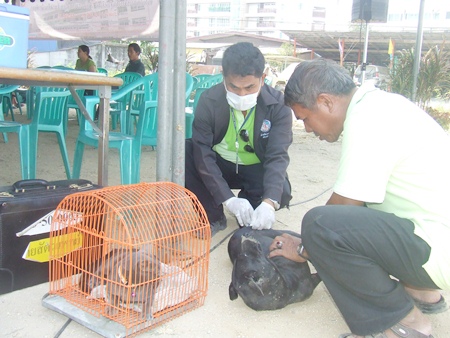 Public veterinary officials inoculate pets against the rabies disease at the Pattaya School. No. 2 on Thursday, Feb. 17.